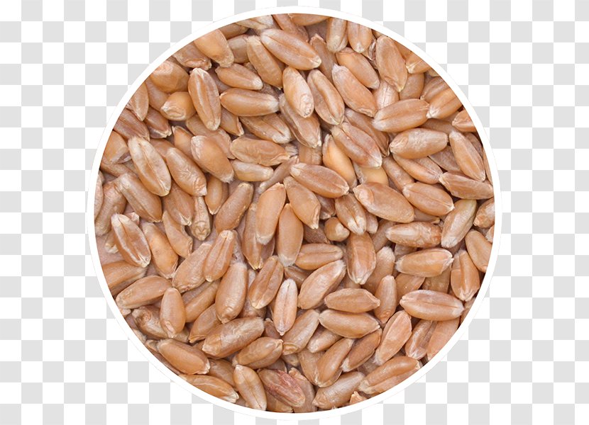 Cereal Germ Canada Whole Grain Durum - Food Transparent PNG