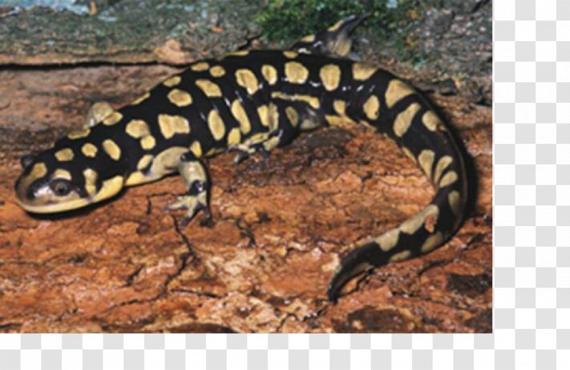 Western Tiger Salamander Newt Plateau - Reptile Transparent PNG