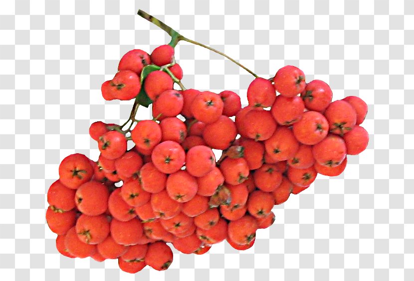 Auglis Accessory Fruit Seedless Lingonberry - Currant Transparent PNG