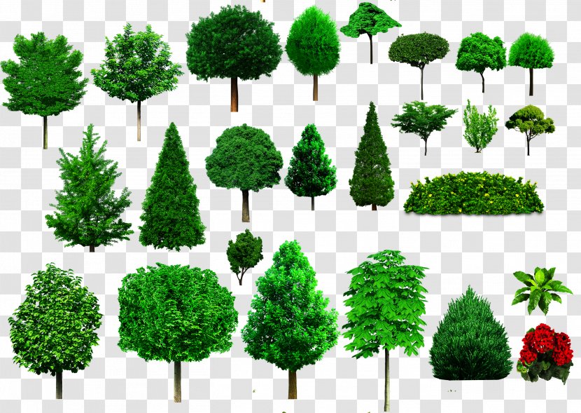 Tree Shrub Ornamental Plant Woody - Landscaping - Bushes Transparent PNG