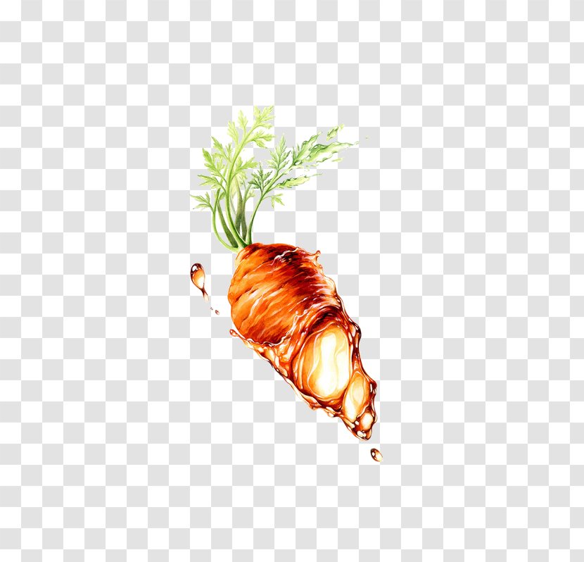 Carrot Seed Oil Vegetable - Ingredient Transparent PNG