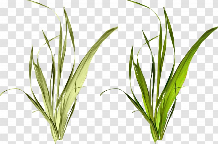 Grass Weed Herbaceous Plant Clip Art - Reed Transparent PNG