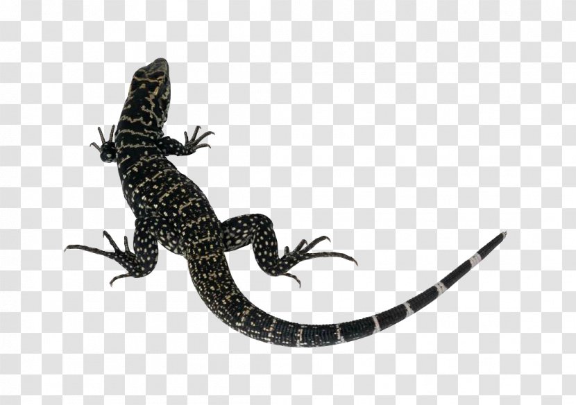 Lizard Reptile Common Iguanas Komodo Dragon Clip Art - Monitor Transparent PNG