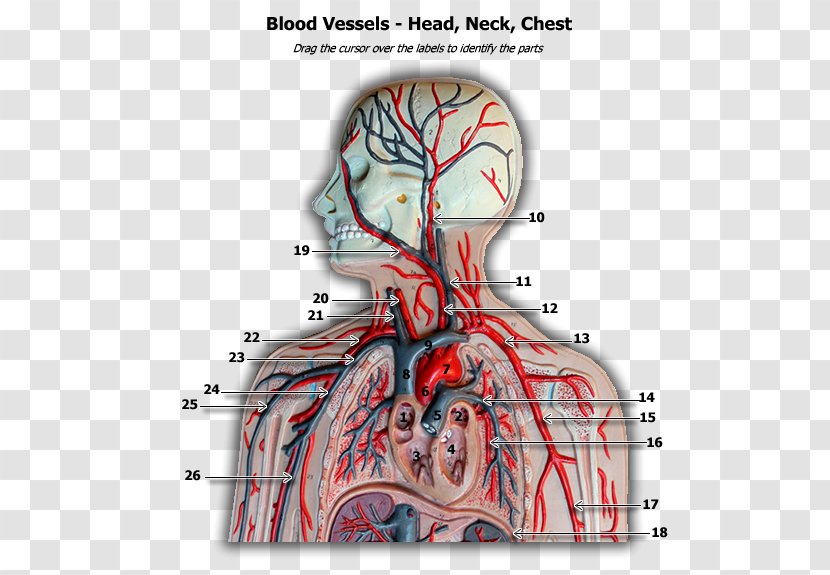 Blood Vessel Human Body Anatomy Circulatory System - Tree Transparent PNG