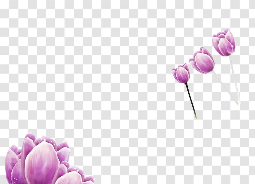 Purple Tulip Download Wallpaper - Rose Family - Free To Pull The Material Of Tulips Transparent PNG