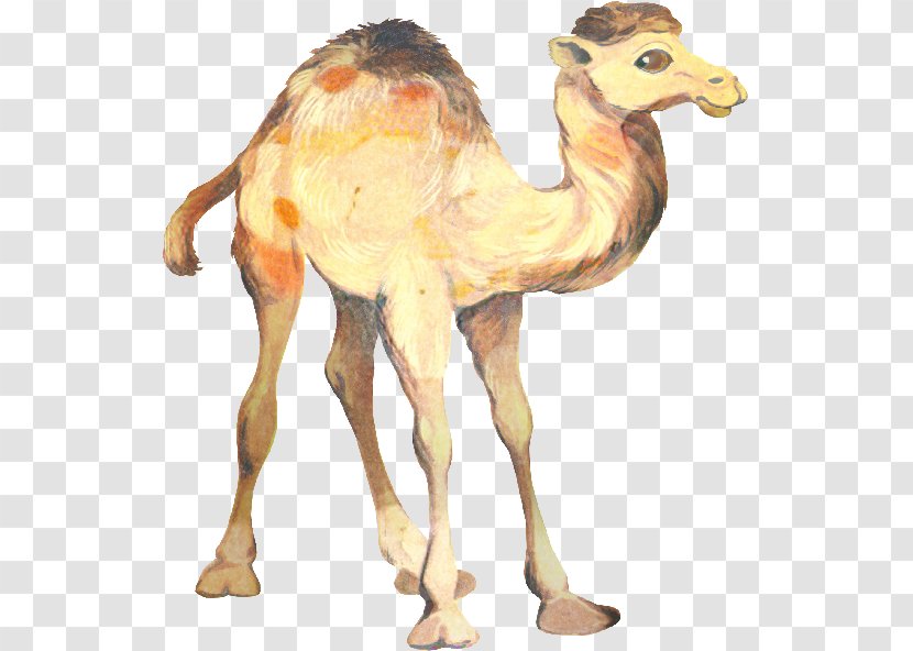 Dromedary Clip Art Pattern Sewing - Arabian Camel Transparent PNG