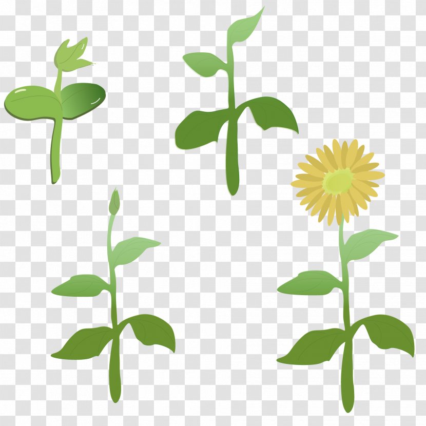 Common Sunflower Leaf Clip Art Image - Plants - Desktop Transparent PNG