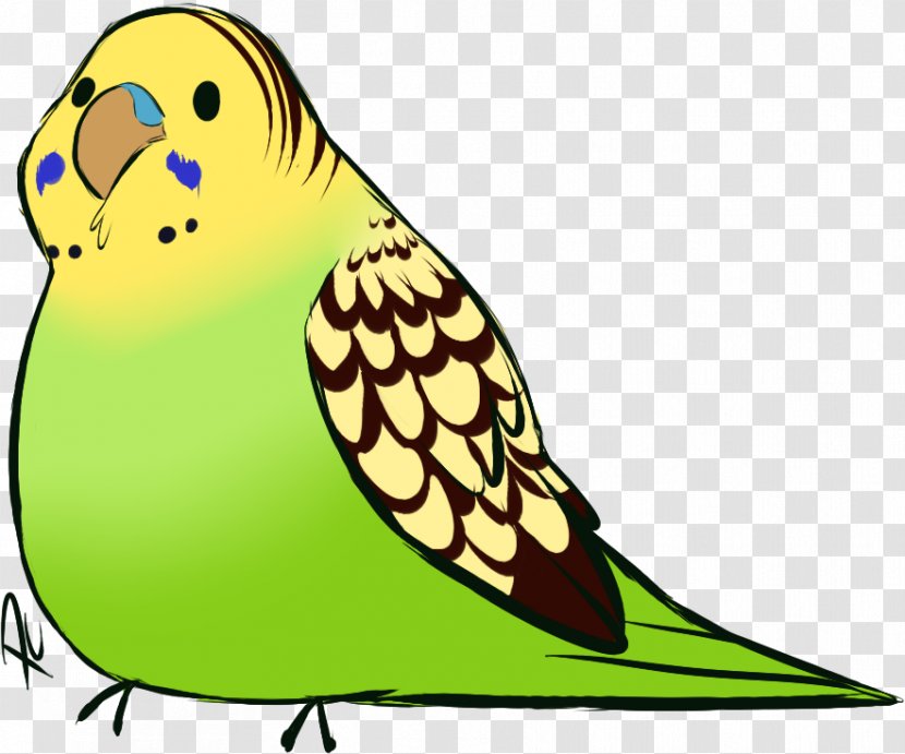 Bird Parrot - Budgie Transparent PNG