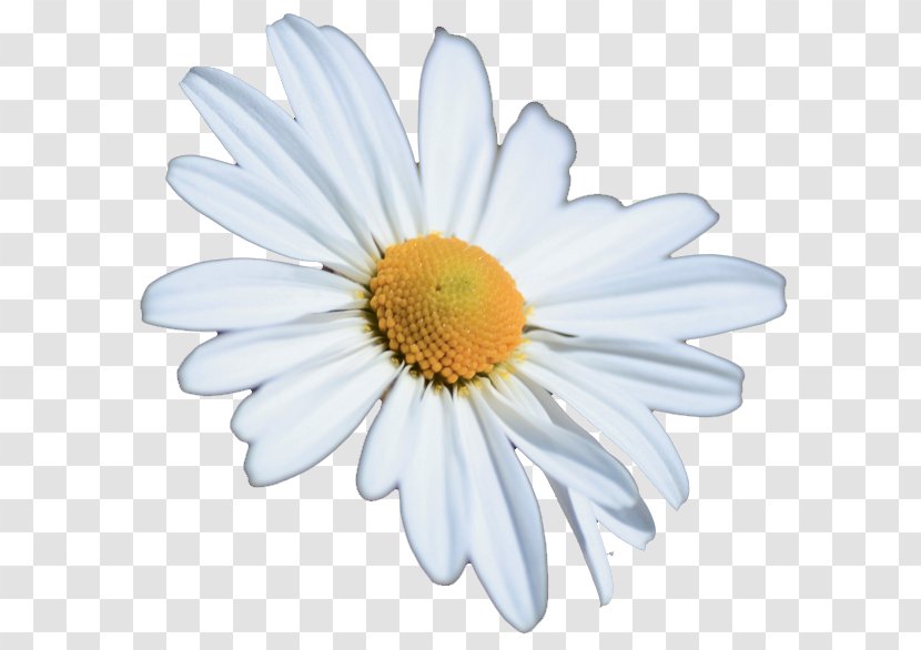 Chrysanthemum Oxeye Daisy Petal White Transparent PNG