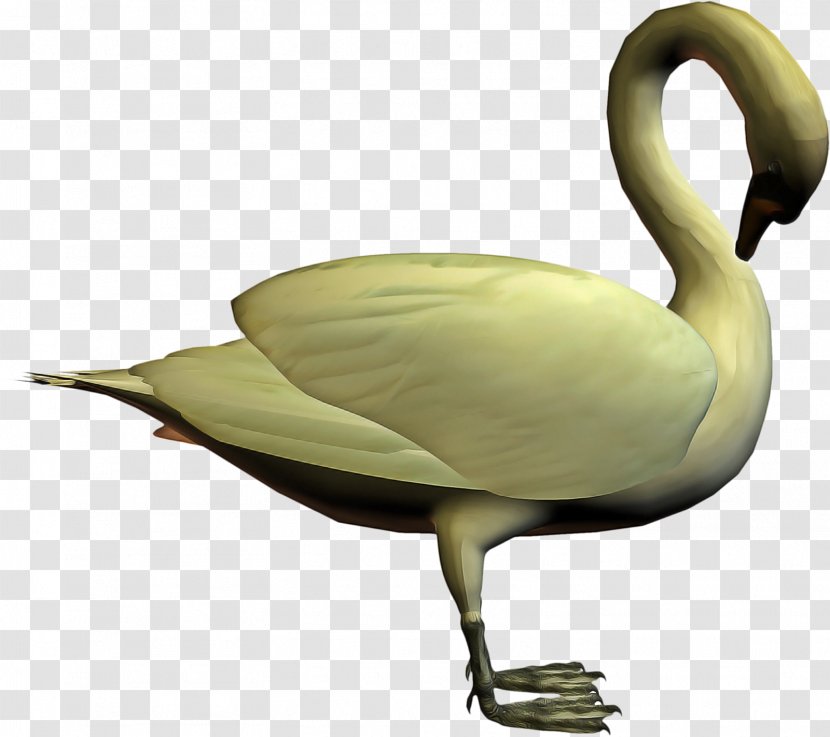 Duck Cartoon - Water Bird - Hunting Decoy Ducks Geese And Swans Transparent PNG