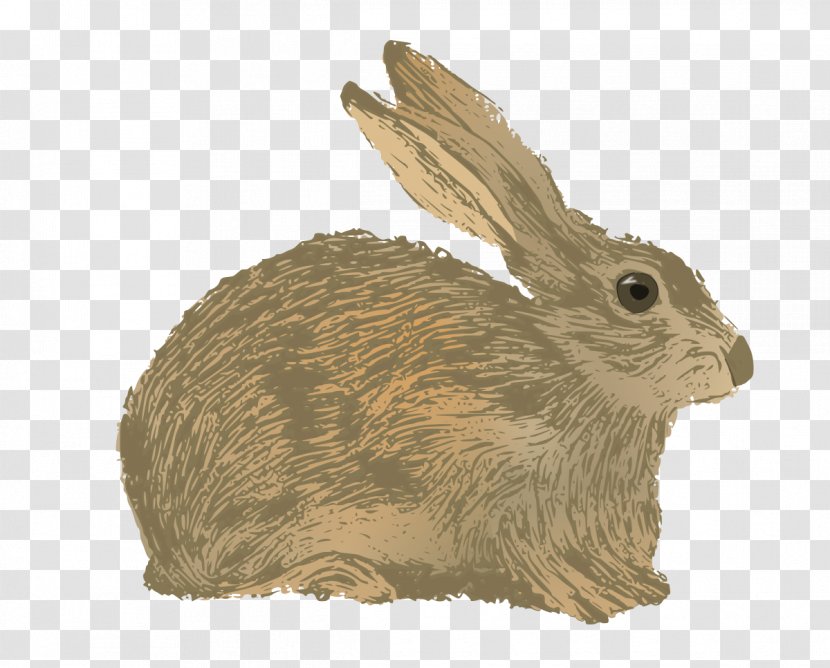 Domestic Rabbit Hare Vector Graphics Illustration - Animal Figure Transparent PNG