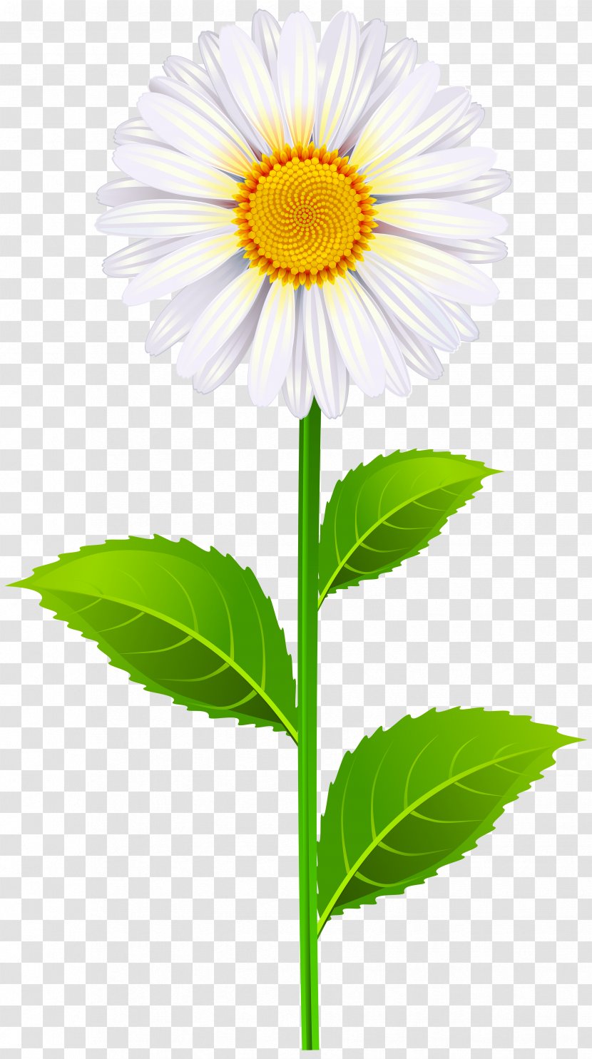 Oxeye Daisy Common Clip Art - Silhouette - Chamomile Transparent PNG