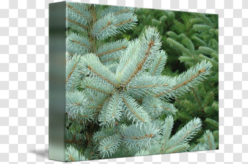 Spruce Fir Evergreen Biome - Conifer - Branch Transparent PNG