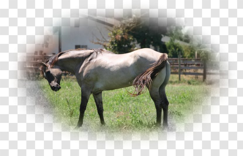 Mare American Quarter Horse Stallion Morgan Mustang - Buckskin Transparent PNG