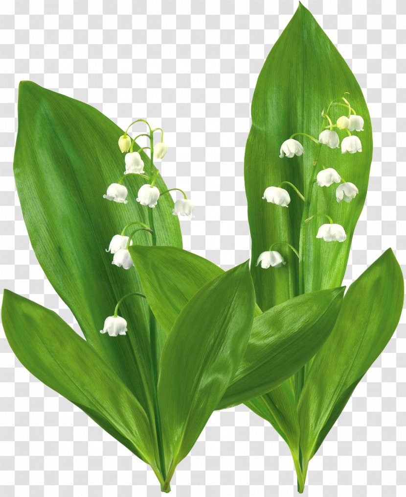 Flower Plant Lily Of The Valley Lilium - Moth Orchids Transparent PNG