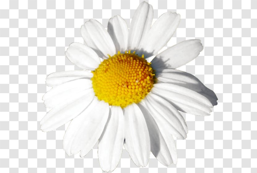 Common Daisy Oxeye Mayweed Roman Chamomile - Petal Transparent PNG