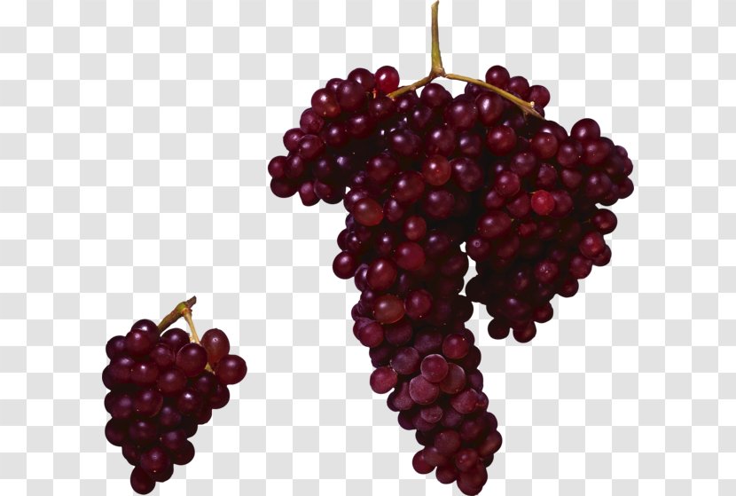 Common Grape Vine Zante Currant Seed Oil - Flowering Plant - Boar Transparent PNG