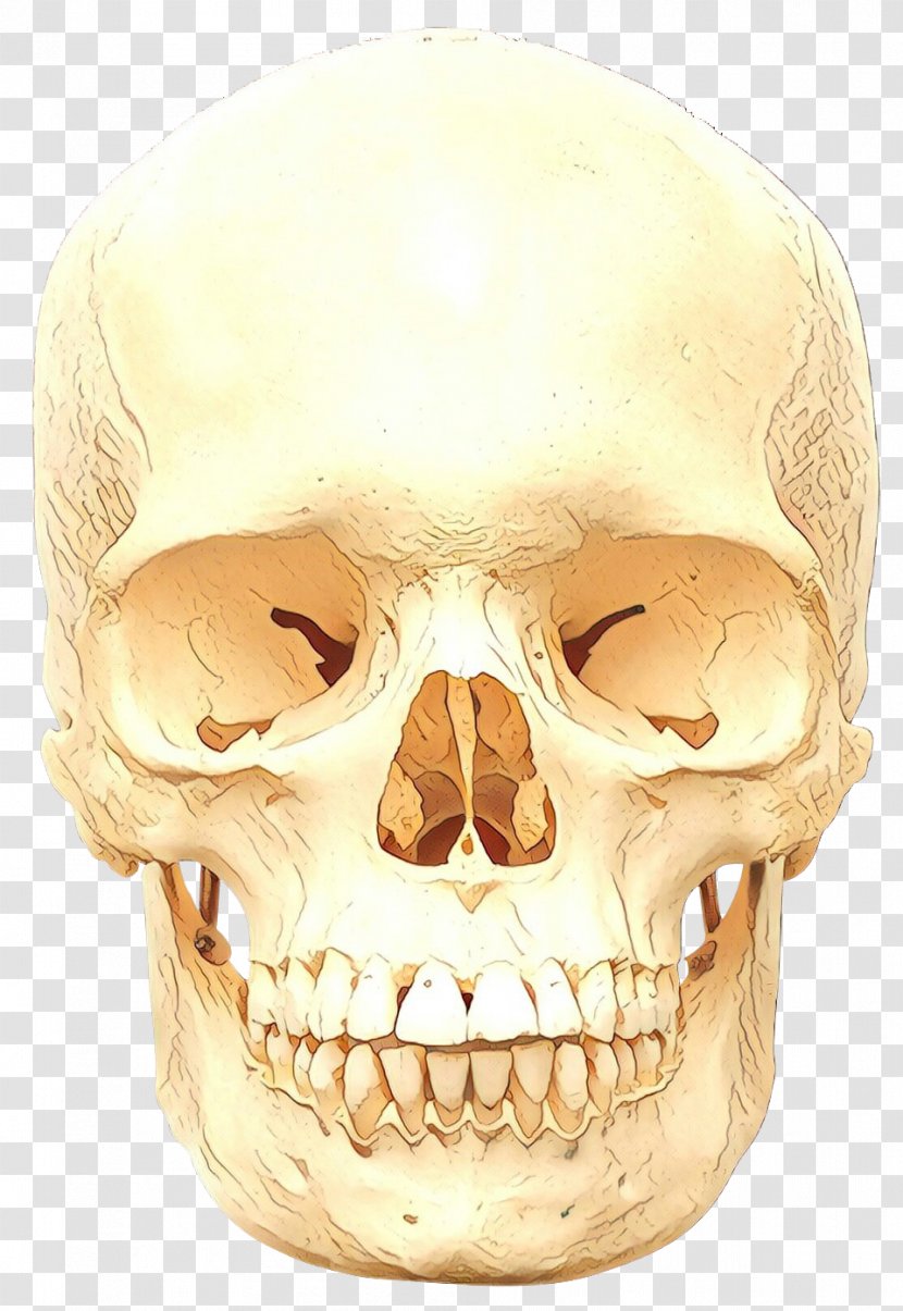 Skull Cartoon - Jaw - Mouth Human Transparent PNG