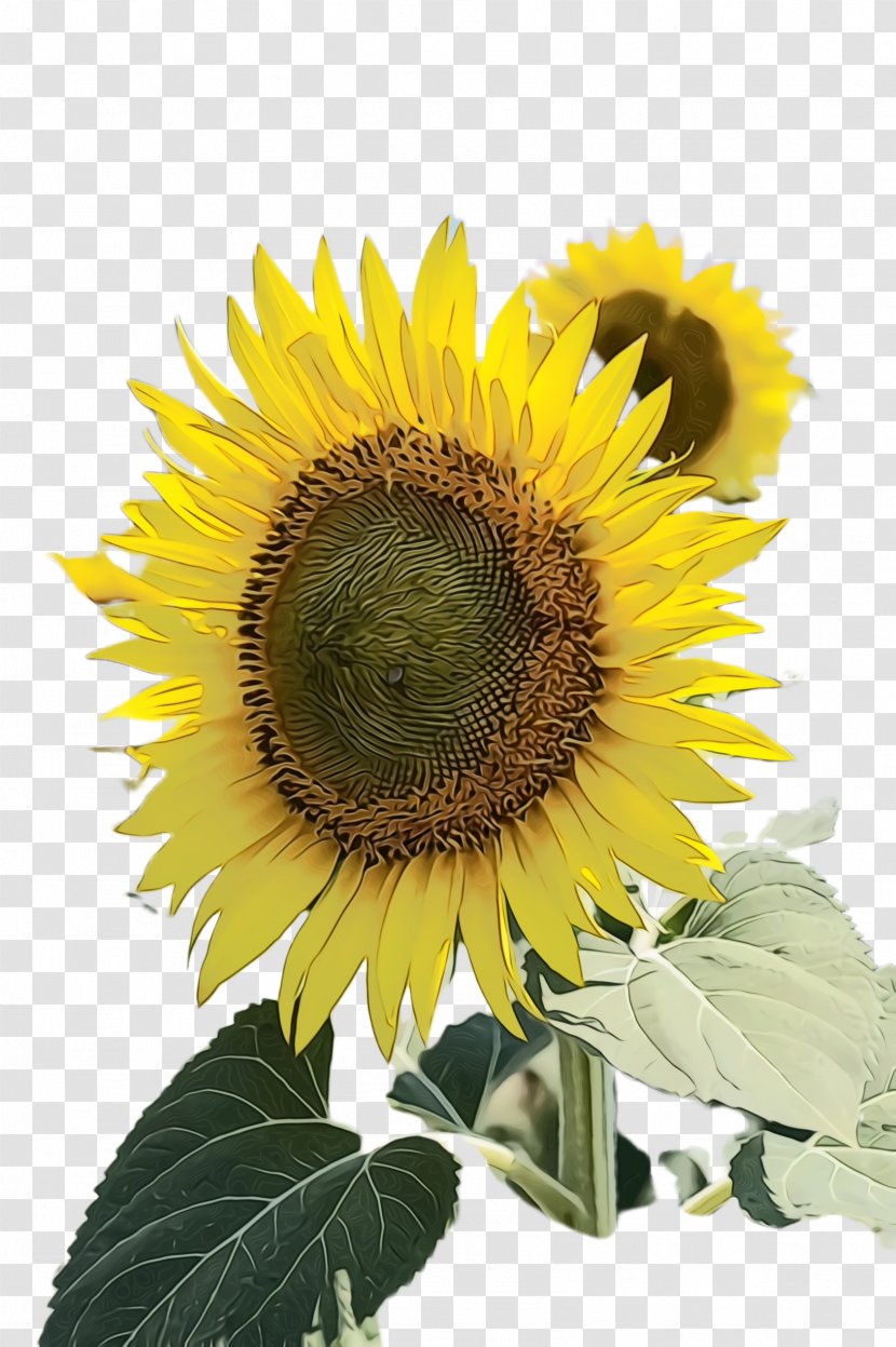 Sunflower - Petal - Perennial Plant Wildflower Transparent PNG