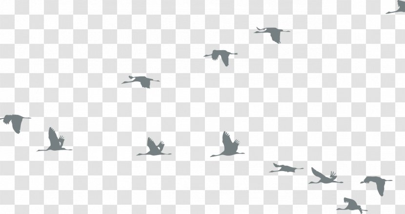 Bird Goose Crane Flock Clip Art - Ducks Geese And Swans Transparent PNG