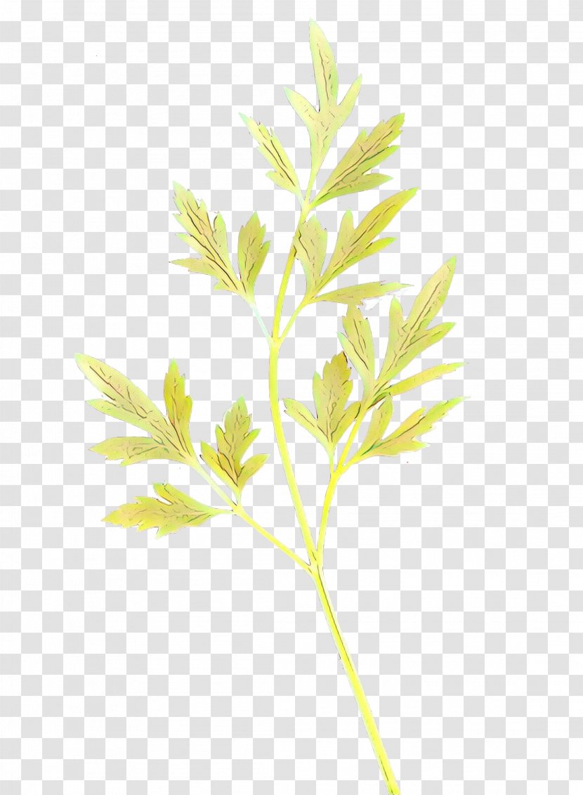 Leaf Plant Tree Flower Grass - Twig - Pedicel Flowering Transparent PNG