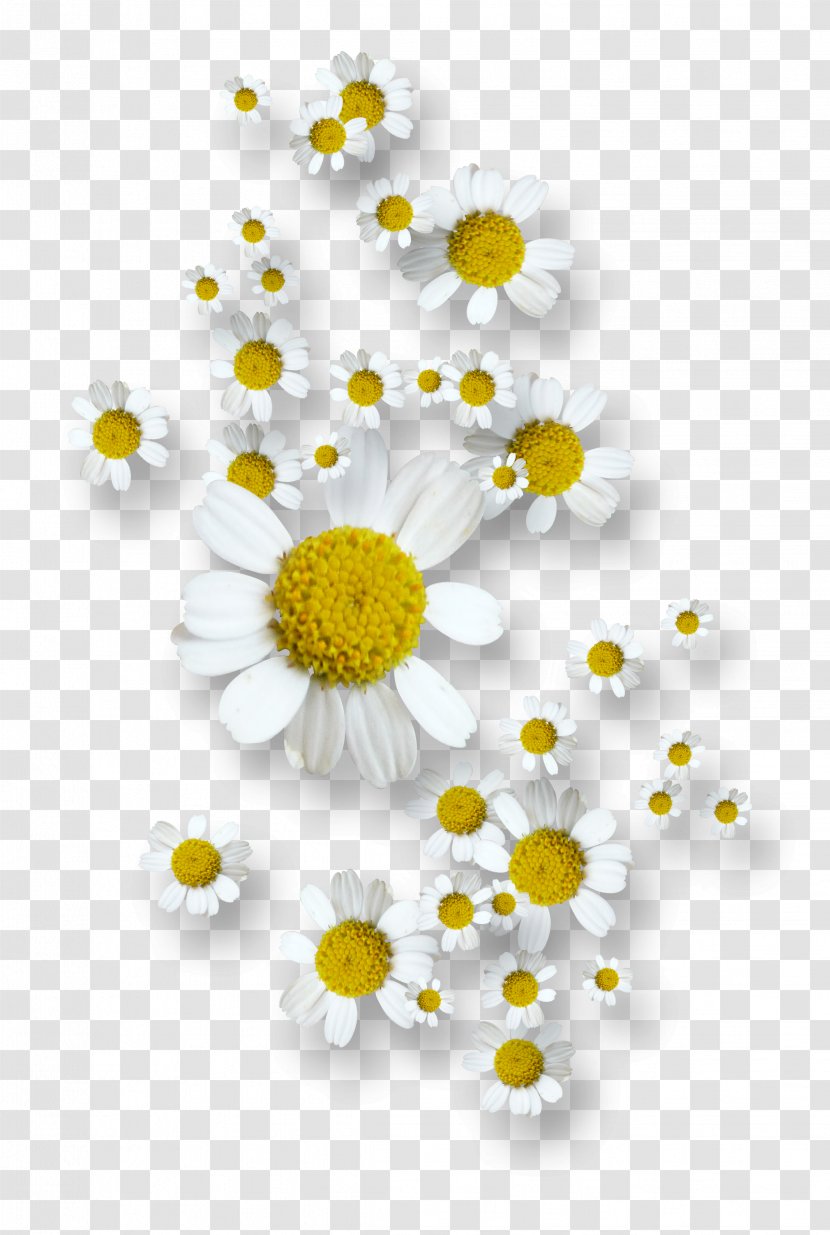 Flower Chamomile RGB Color Model - Daisy Transparent PNG