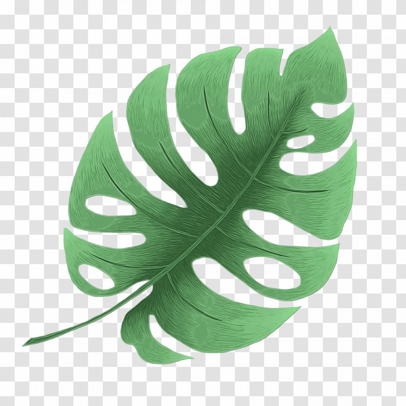 Green Leaf Background - Alismatales Vascular Plant Transparent PNG