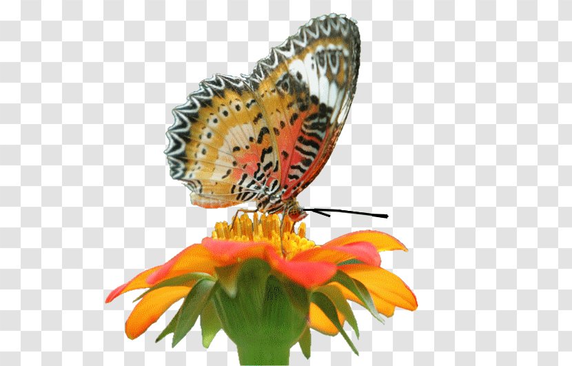 Monarch Butterfly Insect Butterflies And Moths Flower - Watercolor Transparent PNG