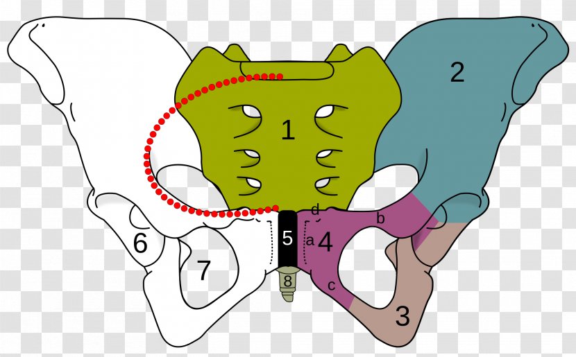 Ischiopubic Ramus Obturator Foramen Pubis Superior Pubic Inferior - Flower - Girdle Transparent PNG