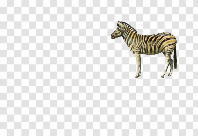 Quagga Zebra Download - Tiger Transparent PNG