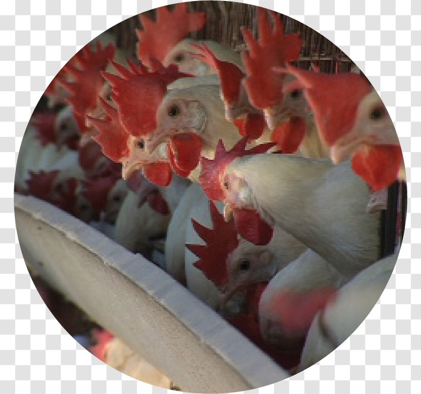 Sivas Governorship Chicken Avian Influenza Rooster Hafik - Poultry Farming Transparent PNG