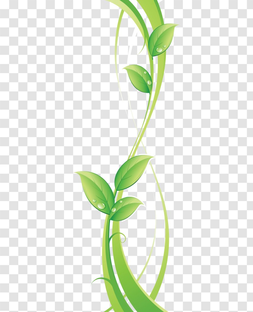 Green - Photography Transparent PNG
