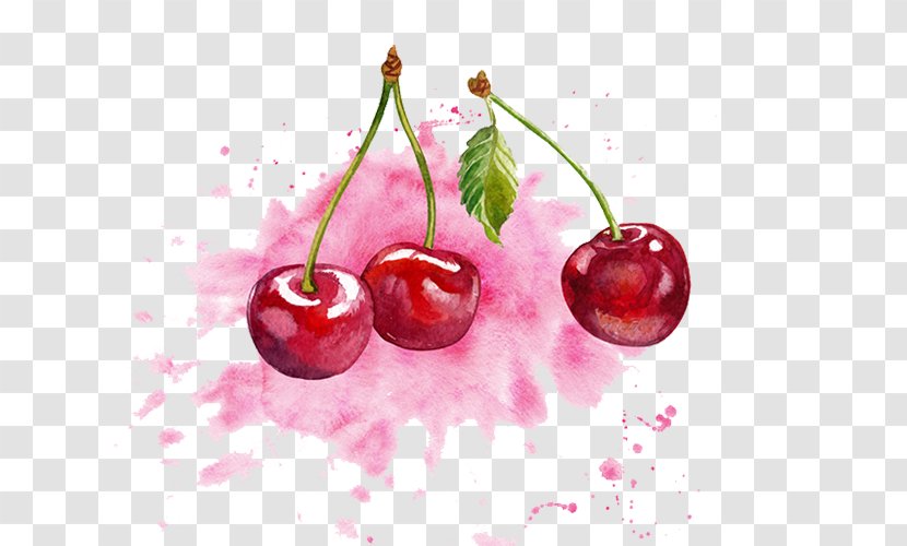 Cherry Watercolor Painting Transparent PNG