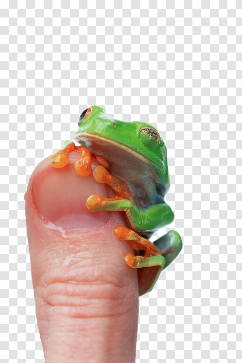 Edible Frog Lithobates Clamitans Thumb - Animal - Green Transparent PNG