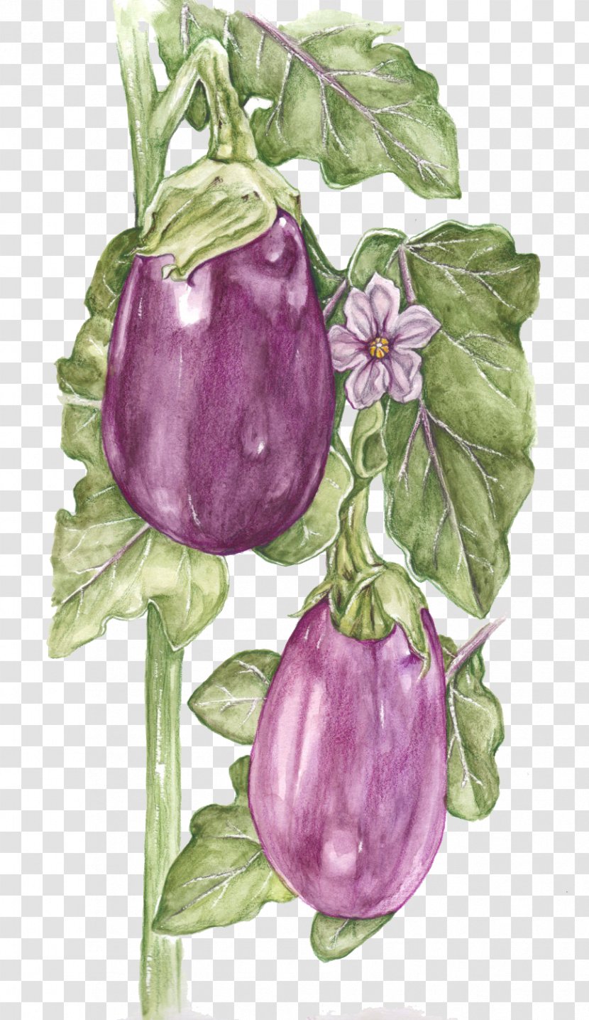 Fruit Watercolor Painting Vegetable Eggplant Drawing - Hand-painted Transparent PNG