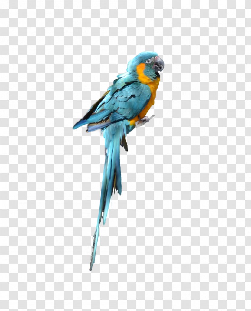 Parrot Bird Budgerigar Parakeet - Macaw Transparent PNG