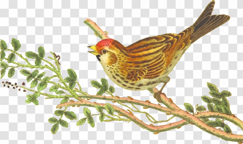 Finch Songbird Lesser Redpoll Hummingbird - Sparrow - Bird Transparent PNG