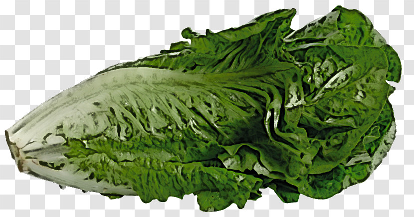 Spring Greens Collard Romaine Lettuce Rapini Vegetable Transparent PNG