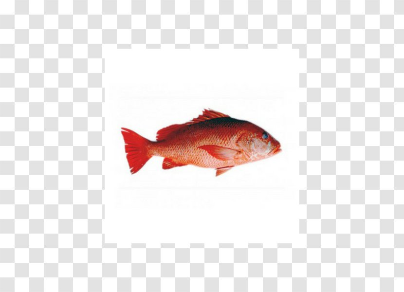 Northern Red Snapper Fish Products Barramundi Food Transparent PNG