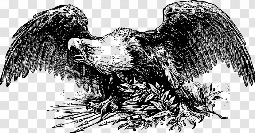 Eagle Bird - Bald - Spaniel Bergamasco Shepherd Transparent PNG