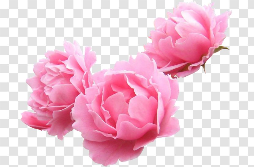 Peony Clip Art - Flowering Plant - Garden Roses Transparent PNG