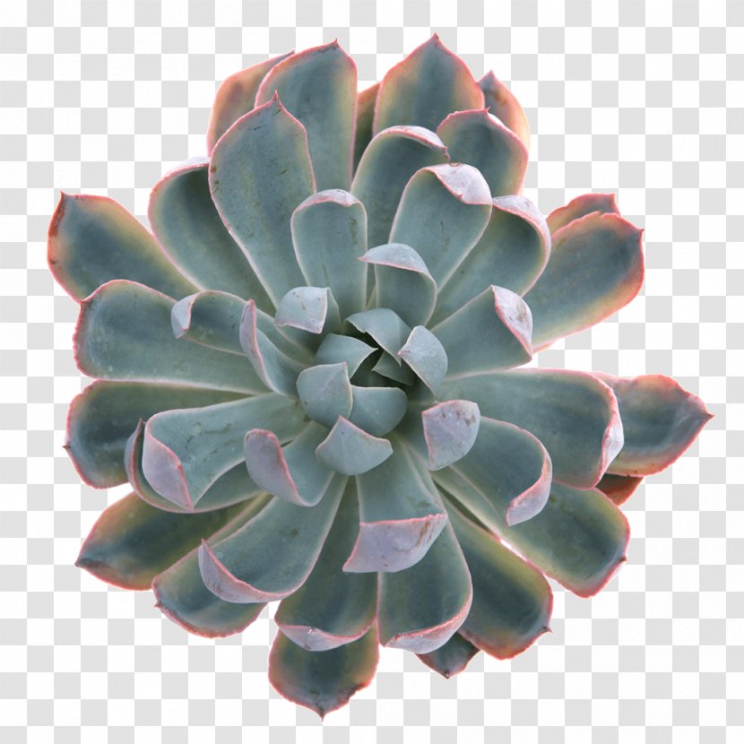 Heron Succulent Plant Echeveria Variegation Blue Transparent PNG