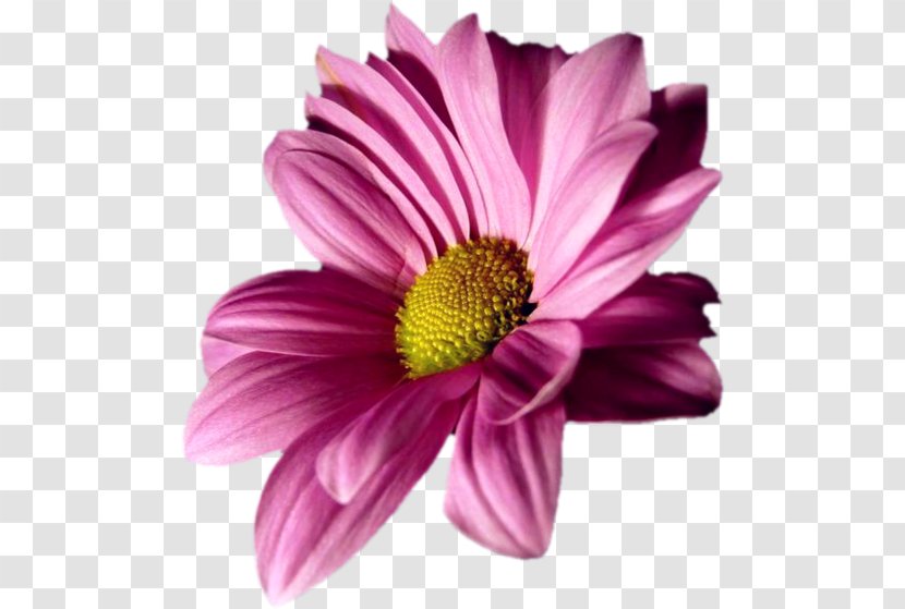 Transvaal Daisy Flower Chrysanthemum Margarida Oxeye - Common Sunflower Transparent PNG