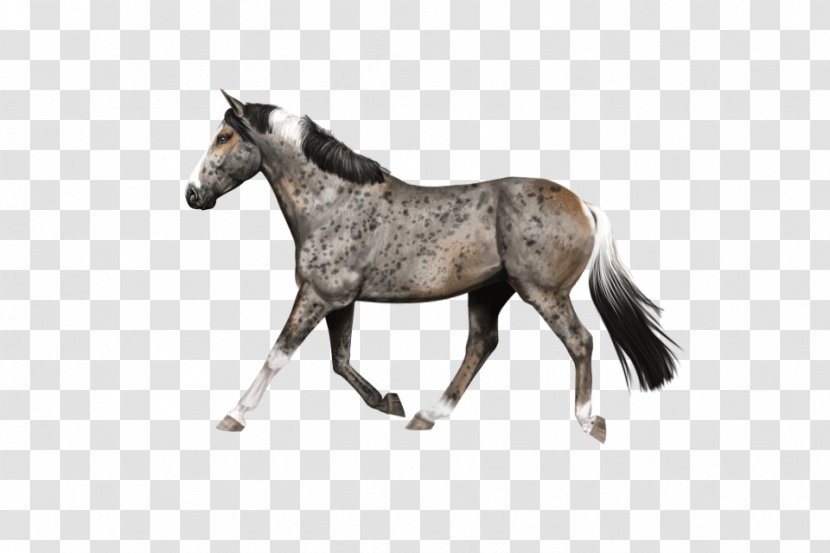 Mustang Foal Stallion Mare Colt - Horse Supplies - Jackie Burkhart Transparent PNG
