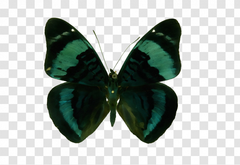 Butterflies Panacea Procilla Brush-footed Butterflies Royalty-free Transparent PNG