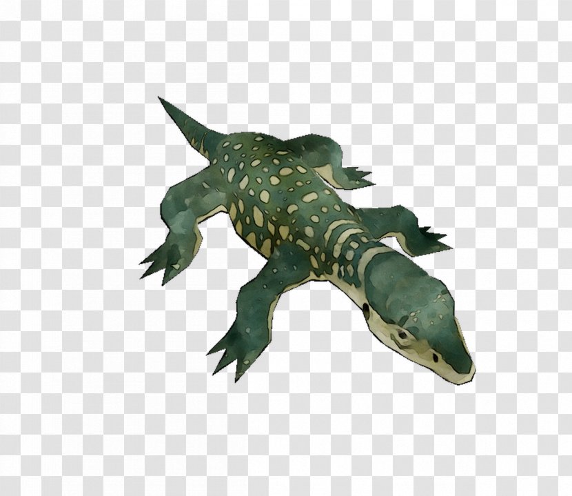 Crocodiles Fauna - Alligator Transparent PNG