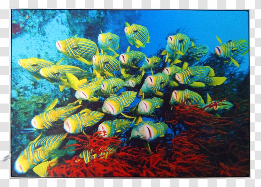 Coral Reef Fish Ecosystem Aquarium Marine Biology - Underwater - TrolLy Transparent PNG