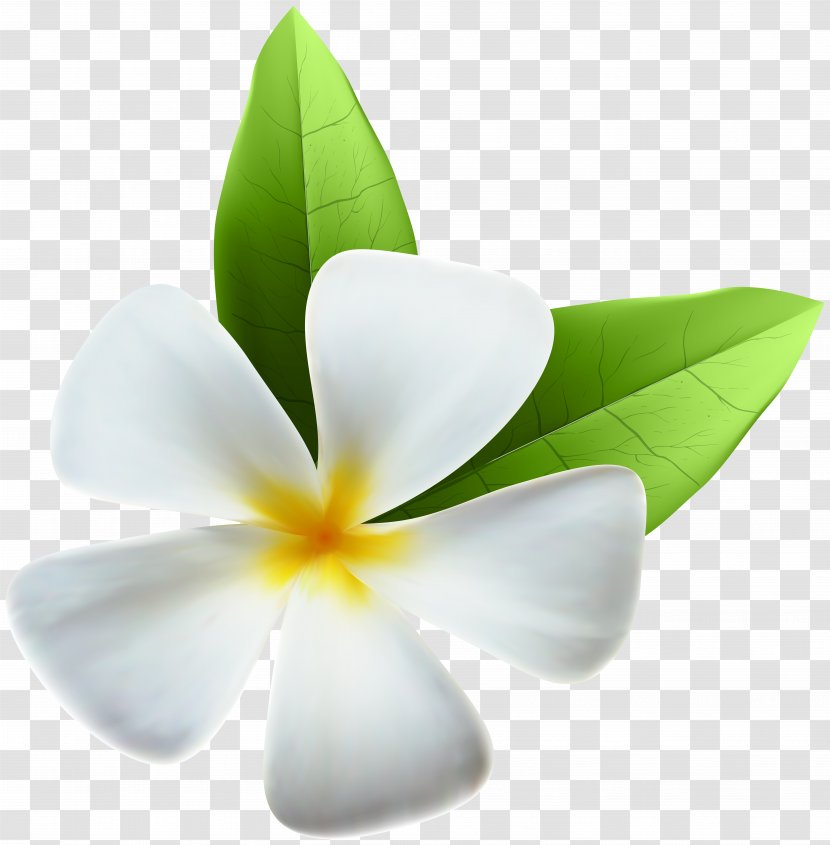Flower Clip Art - Color - White Exotic Image Transparent PNG