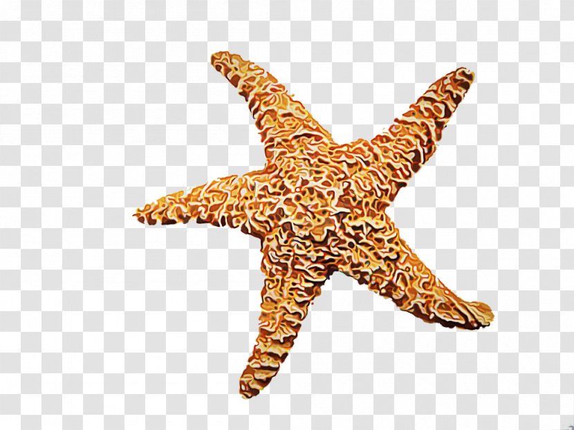 Starfish Cartoon - Invertebrate - Marine Invertebrates Transparent PNG