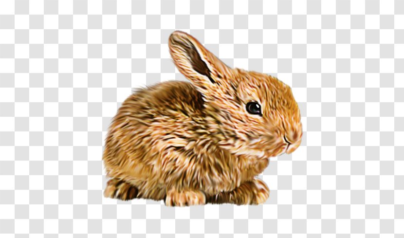 Domestic Rabbit Hare Flemish Giant Mini Lop Mother - European Transparent PNG